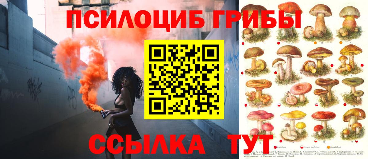 Галлюциногенные грибы Psilocybe Тобольск